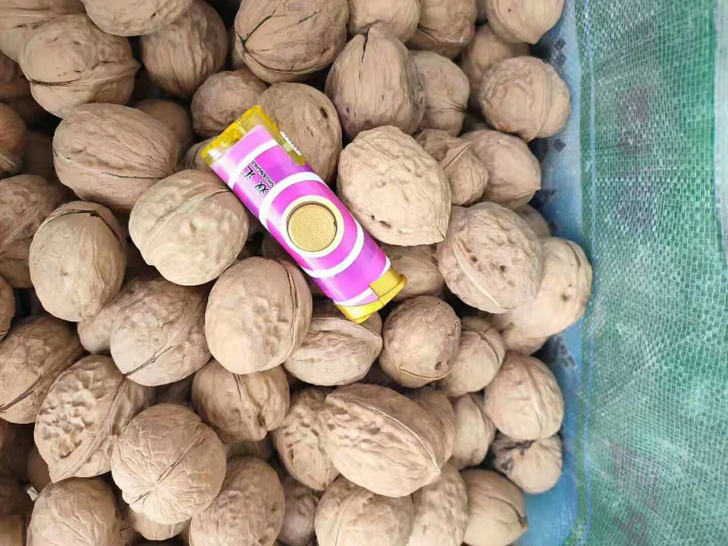 薄皮核桃  纸皮核桃清货优惠（清货）换行业甩货