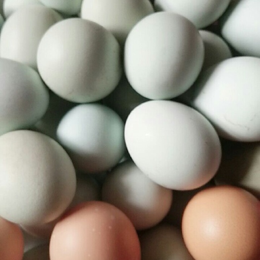 菏泽 自家散养的柴鸡蛋乌鸡蛋，有要的联系方式5673188.