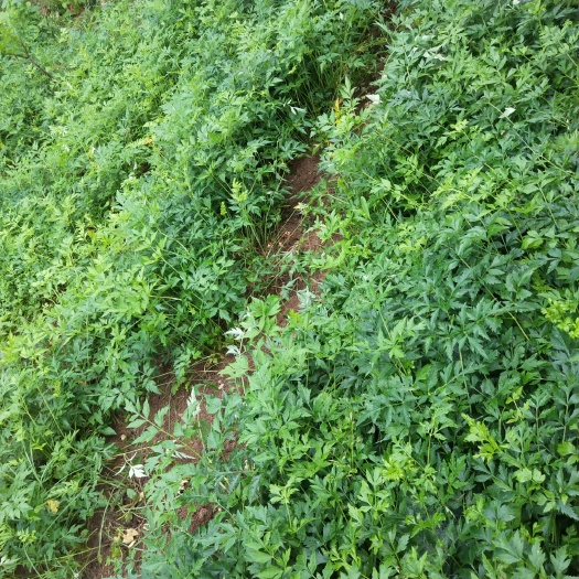  该川芎是在深山悬崖上所采集来的种子精心培植出苗种植而成