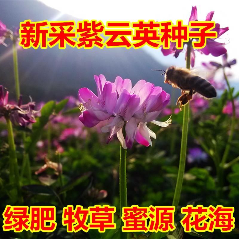 沭阳县新采紫云英种子绿肥 蜜源 牧草 花海专用种子