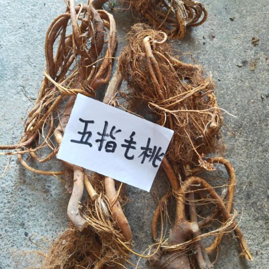 钟山县 五指毛桃
