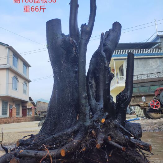 永福县金弹子 35公分以上