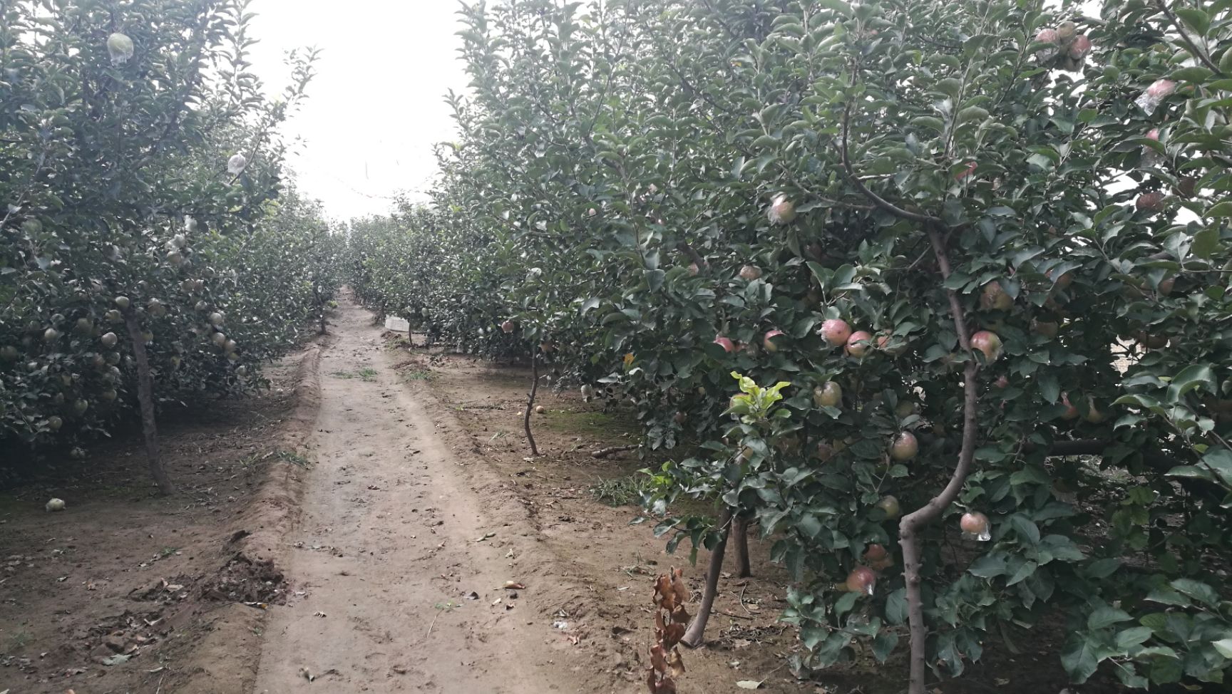 石家庄苹果量大，品质优良，价格可议