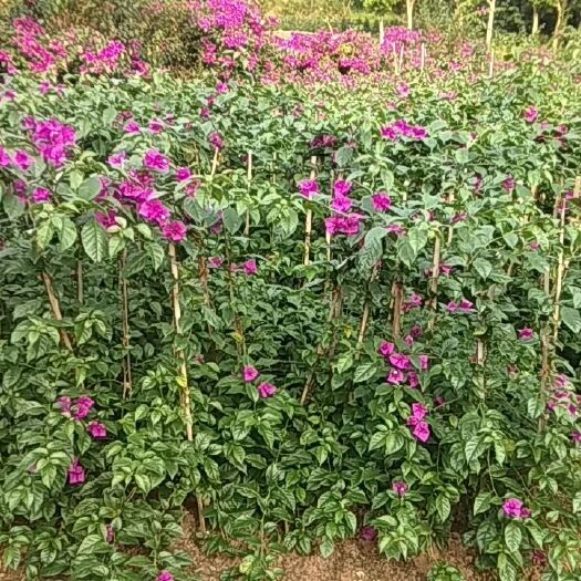 宜宾 紫花三角梅藤条1.5米。