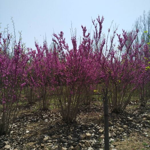 南召县 丛生紫荆丛生花紫荆基地批发质优价廉