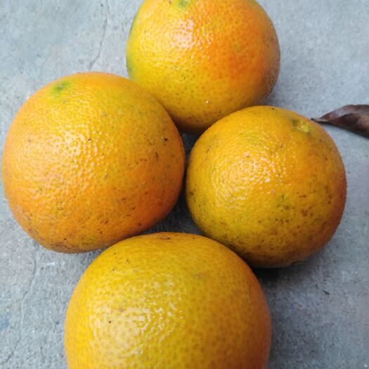 黄冈爱媛38号柑桔苗 爱媛38苗
