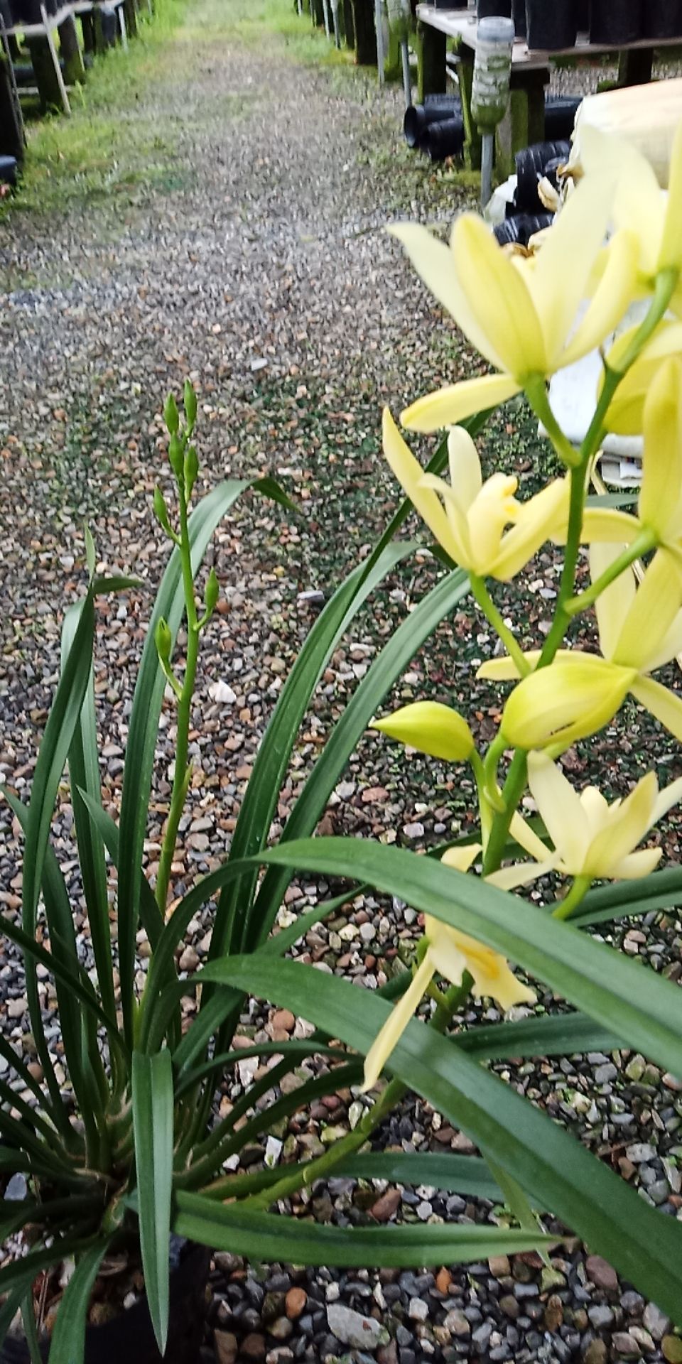  兰花黄金小神童花期长浓香型好养易活 6-10苗3-7支花苞