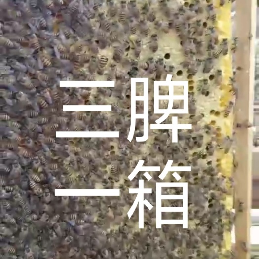 南宁 带王蜂群带箱蜂群土蜂群蜜蜂群种群活体
