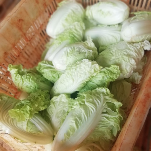 泸西县香葱 货好