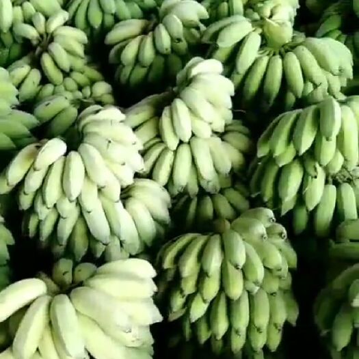金平县云南芭蕉