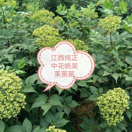 九江吴茱萸苗 的中统花，  价格实惠。是投资的好选择