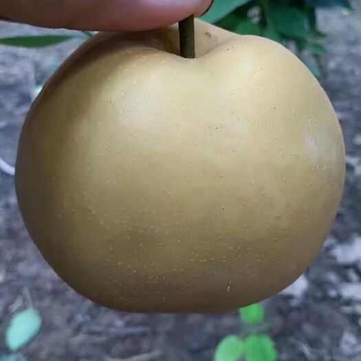 馆陶县新高梨 新