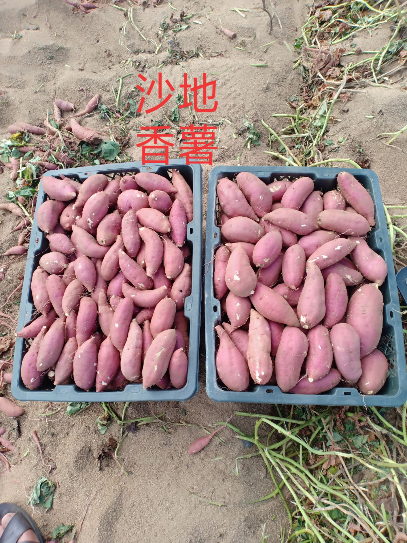 小香薯 海南香薯
