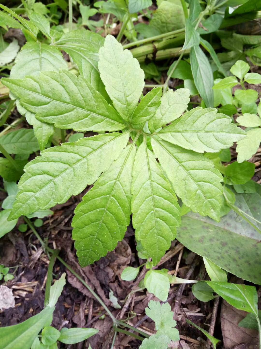 九葉絞股藍是絞股藍中草藥中的上品藥才,加工成絞股藍茶,中草藥