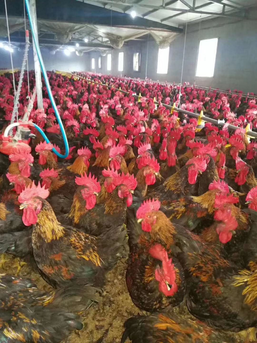  常年出售鸡鸭鹅苗，出栏鸡鸭鹅