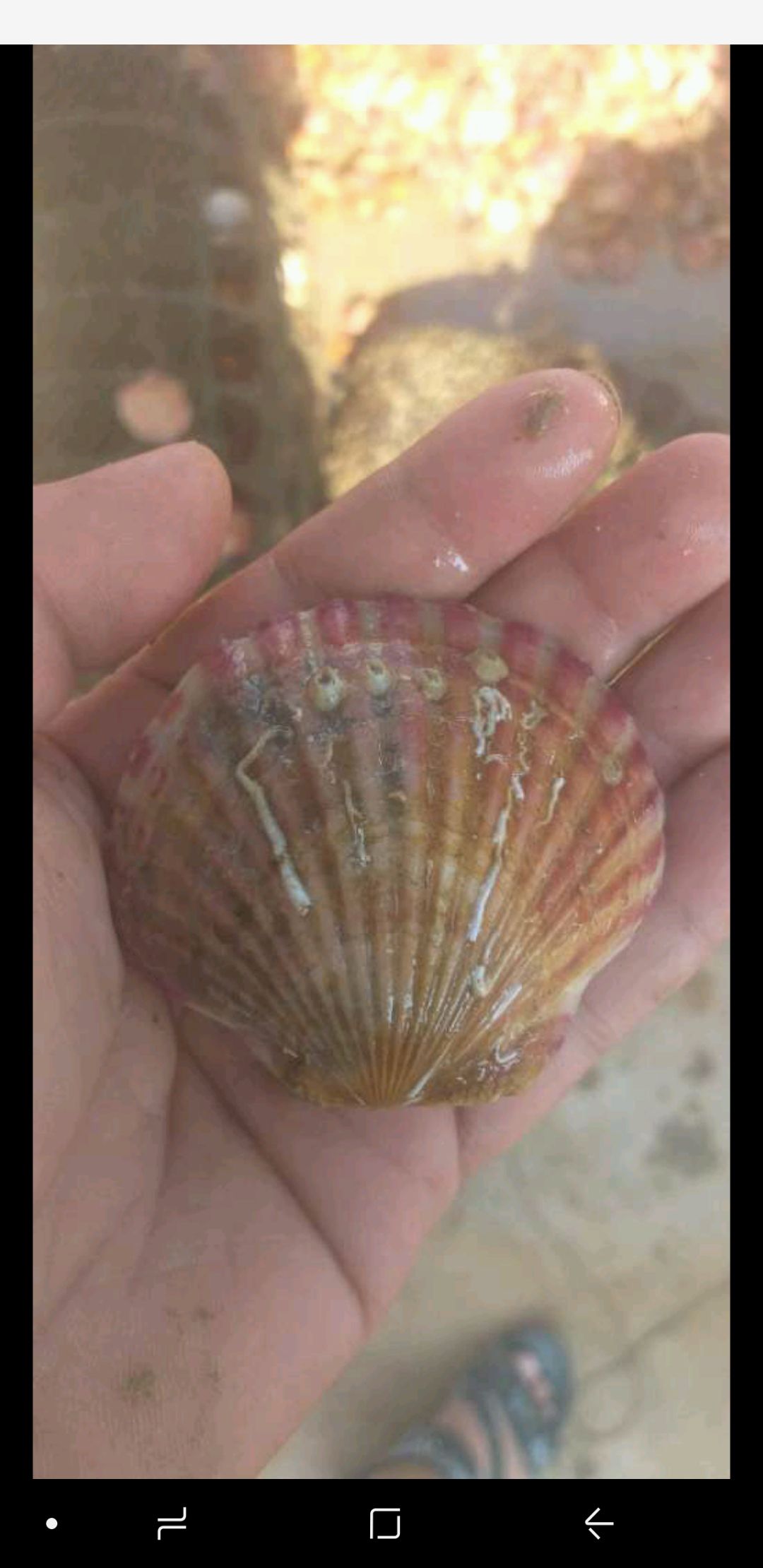 海湾扇贝 优质港湾贝，平均13个头的统货，过4.5的筛子