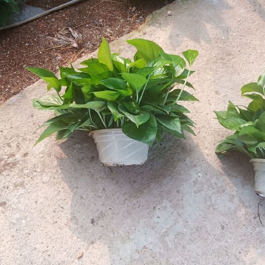 肇庆绿萝 180白盆精品绿箩