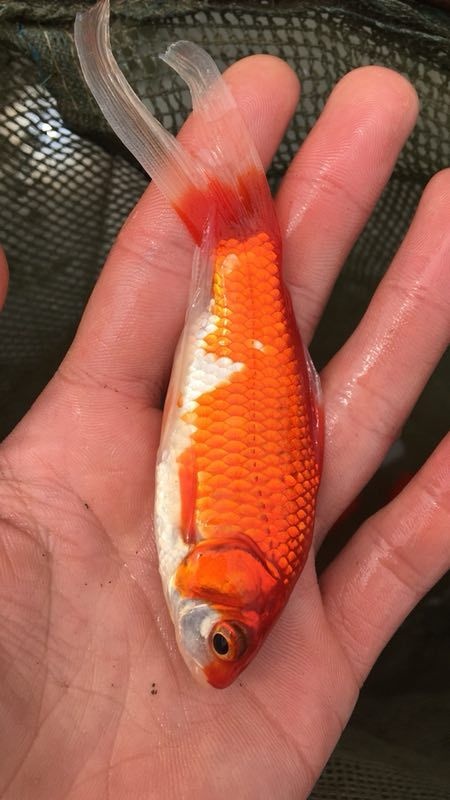 南宁 锦鲤鱼苗，锦鲫鱼苗