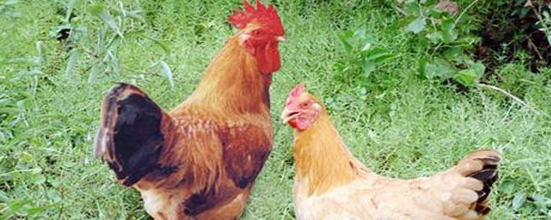 淮安土鸡蛋 洪泽湖畔农村散放鸡，长期以自燃觅或粗粮喂养。所产蛋是天然无