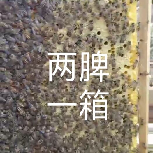 南宁 带王蜂群 带箱蜂群 土蜂群蜜蜂群 中蜂种群 活体