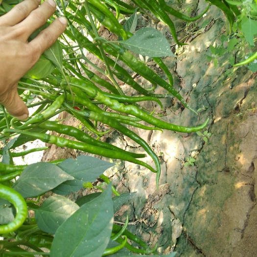 渭南 各种辣椒大量上市欢迎前来采购