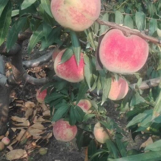 安丘市映霜红蜜桃 山上种植，脆，甜，