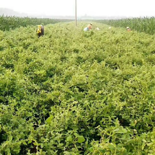 封丘县树形金银花 40~50公分