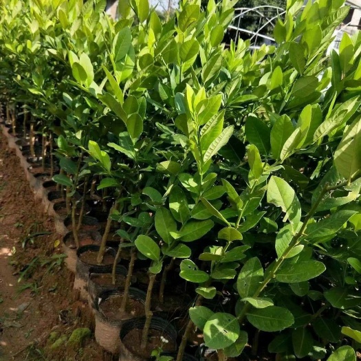 灵山县 无籽柠檬苗