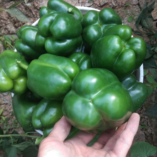 东阿县 精品圆椒大量上市中货源充足