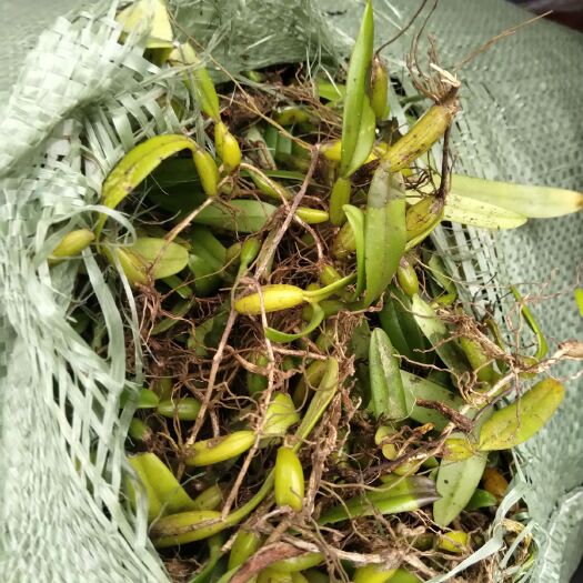 深圳石橄榄