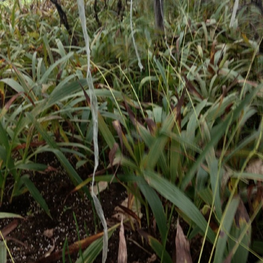 商洛白花白芨苗