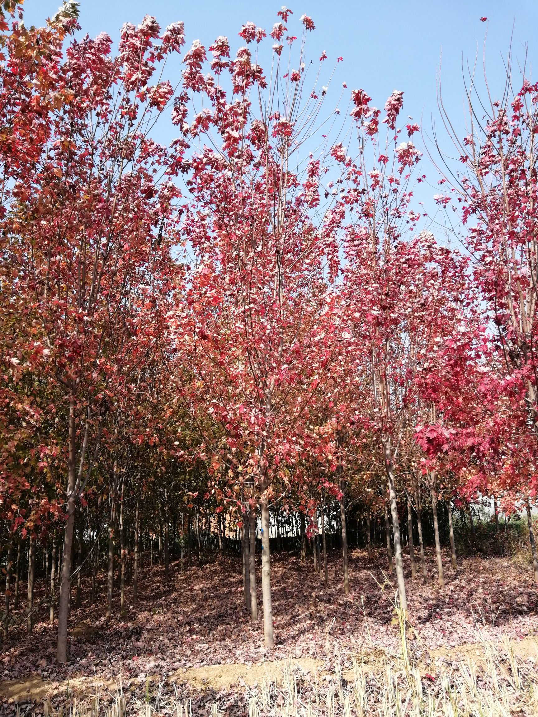  美國(guó)紅楓基地 秋火焰 美國(guó)紅楓價(jià)格美國(guó)紅楓樹苗批發(fā)基地直銷