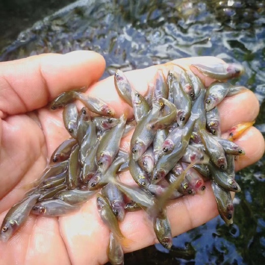 南宁 禾花鲤鱼苗，禾花鲤鱼粒