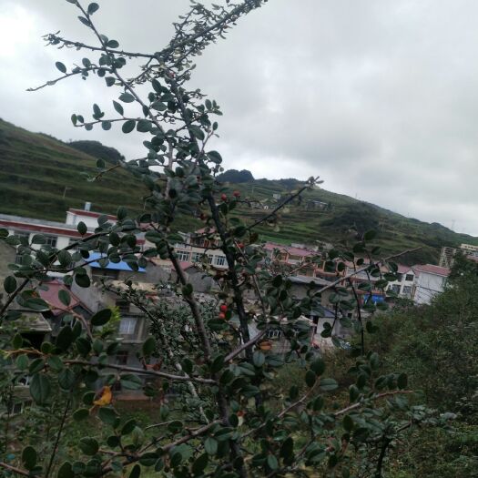 镇雄县蜈蚣草 铺地蜈蚣，地栒子