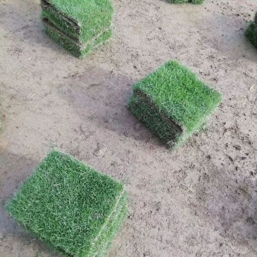 博罗县马尼拉草皮