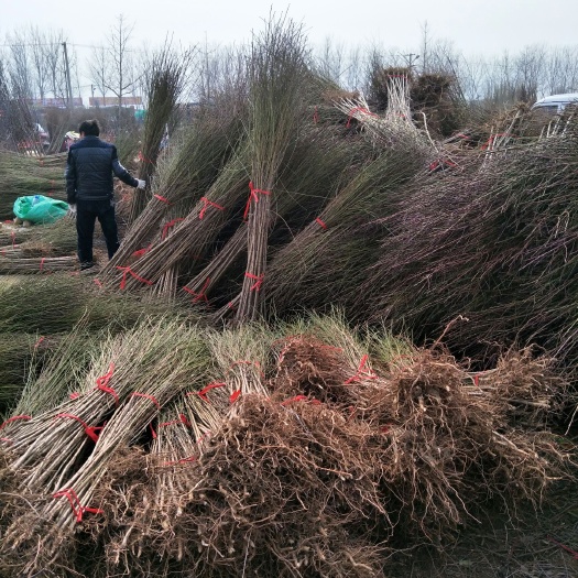 泰安山毛桃树苗 基地大量供应桃树实生苗，占地用苗
