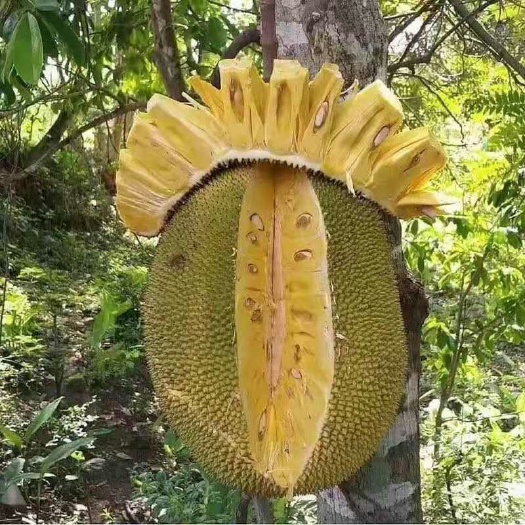 海南片接 泰国八号菠萝蜜苗