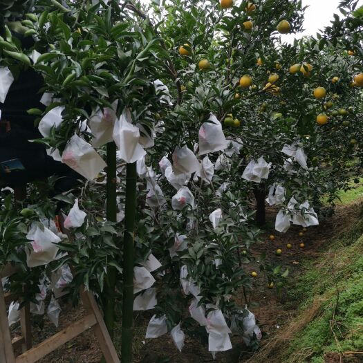 眉山爱媛橙  甜甜蜜蜜，浓浓的爱意