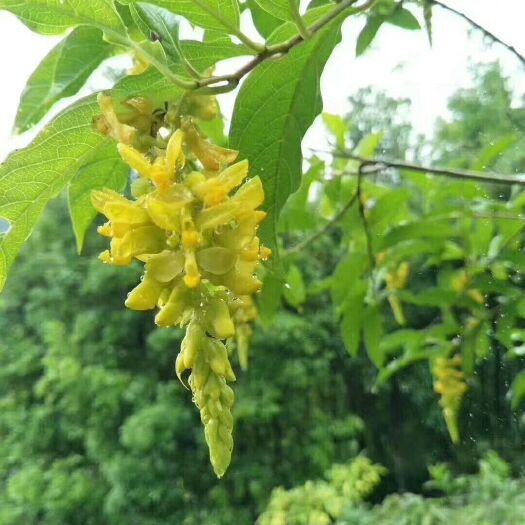 金秀县黄花倒水莲