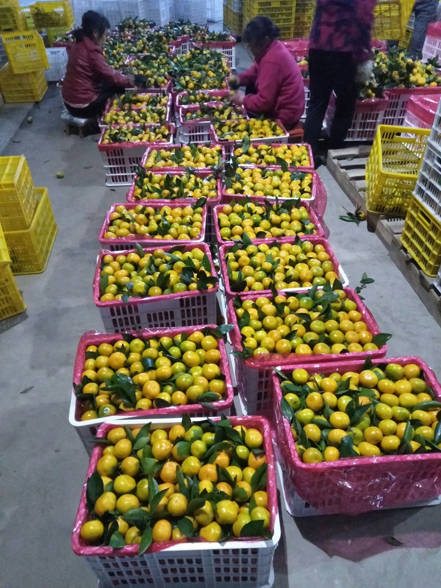 柑桔  小叶桔