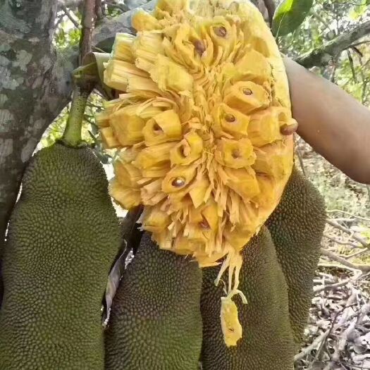 海口海南菠萝蜜  菠萝蜜天然。等个19到21斤