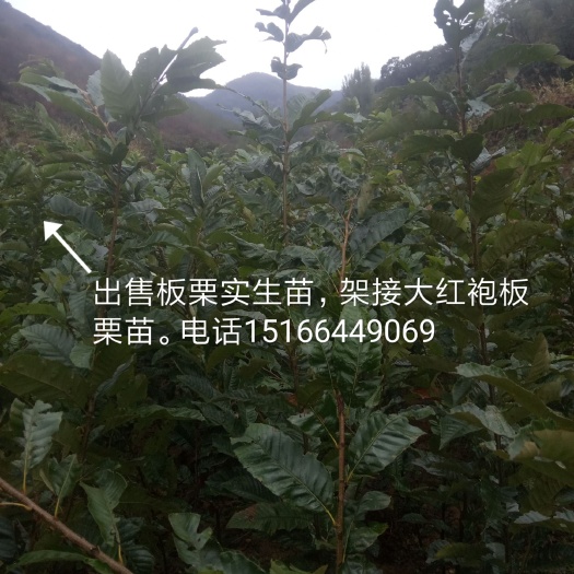 五莲县大红袍板栗苗 实生苗 0.5~1米