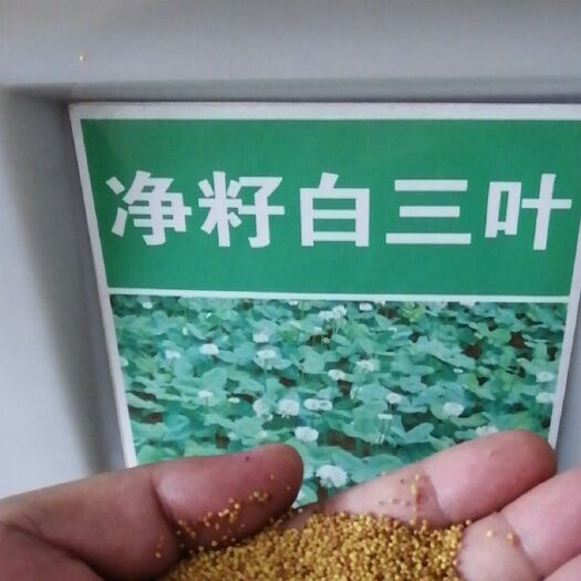 沭阳县三叶草种子  白三叶种子低价批发。量大从优。保质保量。