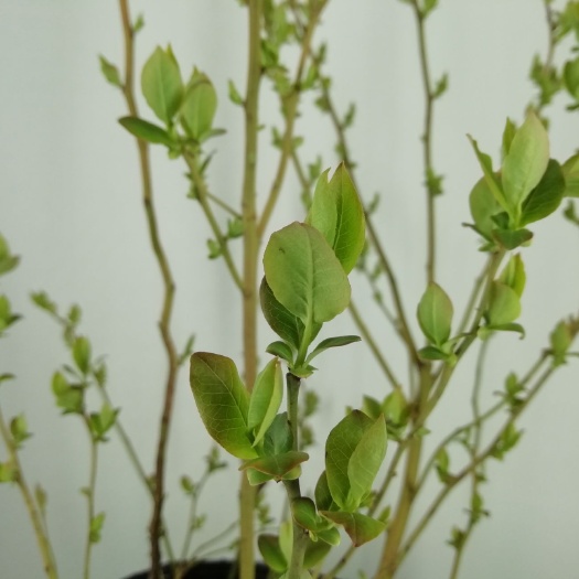 长兴县南高丛蓝莓苗 5年南高蓝莓大苗天后可结果 基地直销，香甜好吃