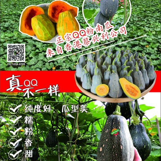 钦州QQ南瓜种子