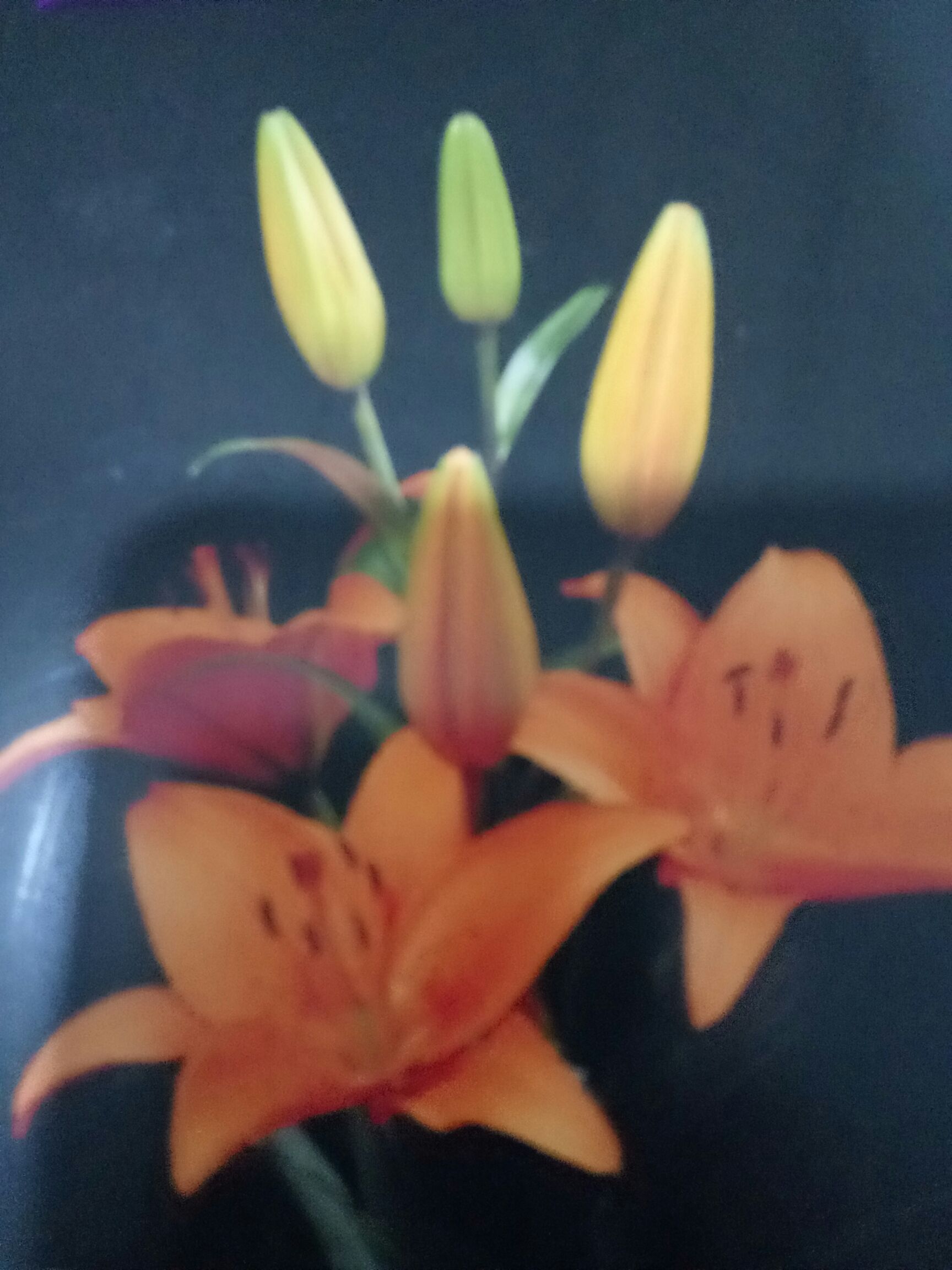  香水百合种球，亚洲百合种球，剑兰种球批发。