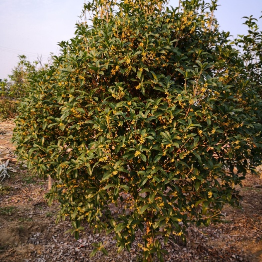 阜阳黄金桂花树 八月桂，金桂，四季桂