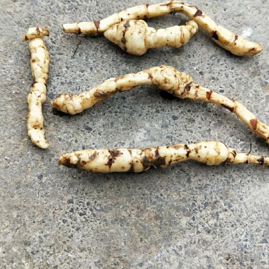 遵义 地参地牯牛