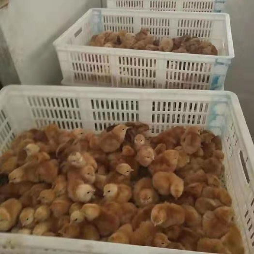 灌南县 草鸡苗 孵化厂常年供应各种品种鸡苗，量大优惠，品质保证
