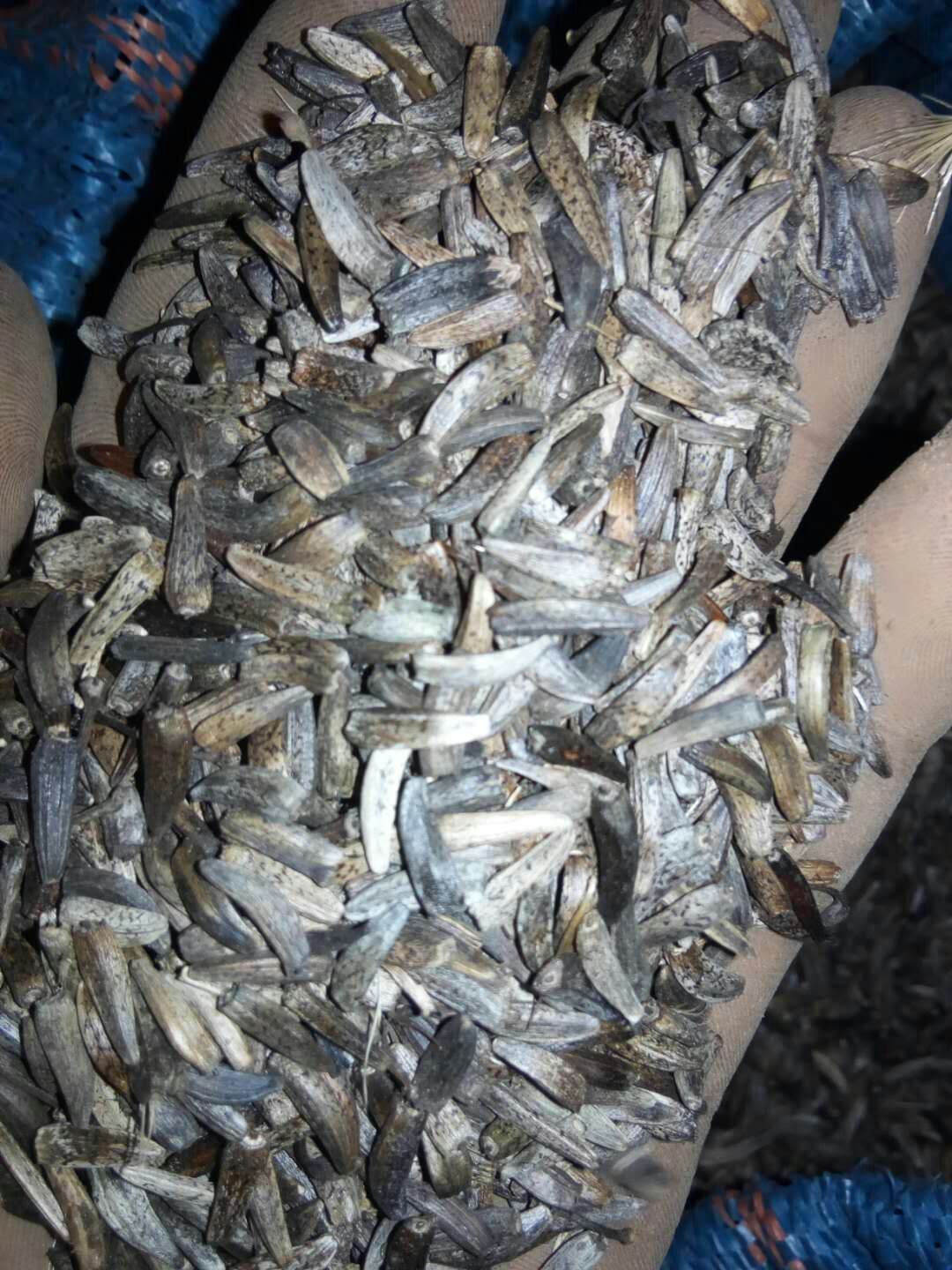 云木香 选装货